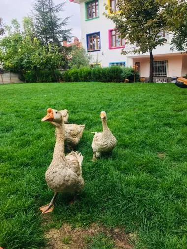 Özel Naturel Yaşam Anaokulu görsel 7